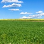 Zelená esence / sebeléčení, soucit, odpuštění / Martina a Prasadam